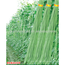 BE05 Hongzi vert maturité précoce graines de haricots longs en agriculture